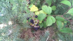 blackberry bush