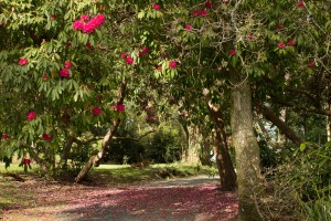 Kilmacurragh Botanic Gardens