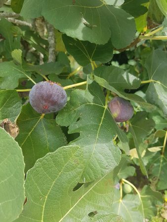fig tree pignoulet